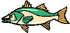 fish.gif (1830 Ӧ줸)